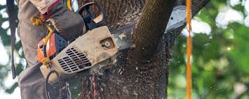 Best Tree Disease Treatment  in Bellport, NY