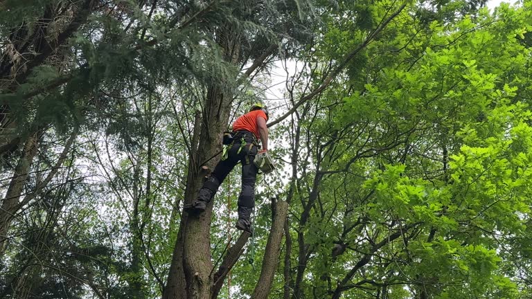 Best Fruit Tree Pruning  in Bellport, NY