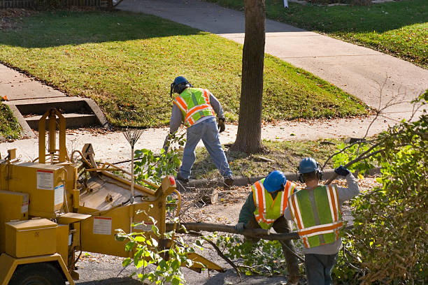 Best Storm Damage Tree Cleanup  in Bellport, NY