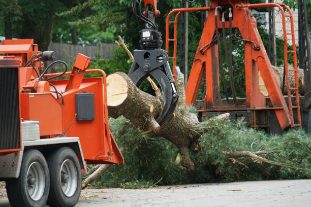 Best Fruit Tree Pruning  in Bellport, NY