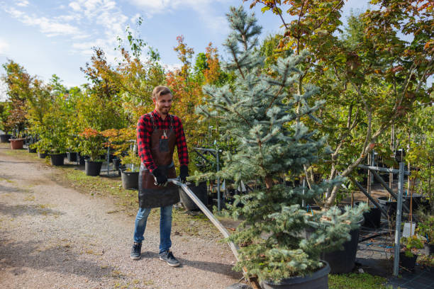 Professional Tree Removal in Bellport, NY