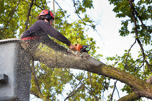 How Our Tree Care Process Works  in  Bellport, NY