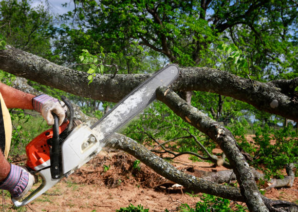 Best Tree Mulching  in Bellport, NY